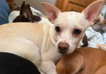 Chihuahua Dogs Available for Adoption in Cranston, Rhode Island - Evie In TX | PetCurious