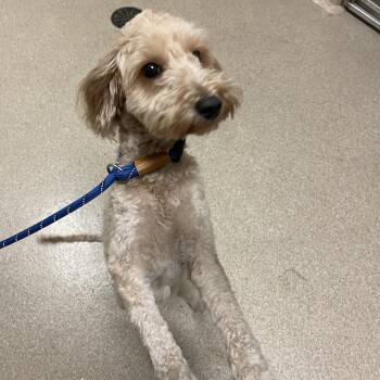 Mimi -  Miniature Poodle Dog for Adoption in Bristol, Indiana - Mimi | PetCurious