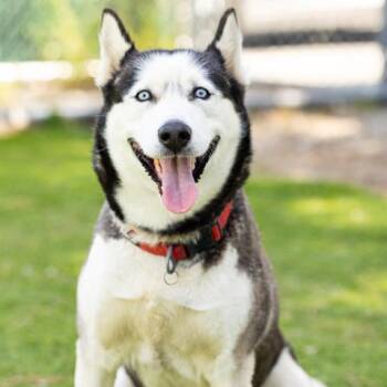 Siberian Husky Dogs Available for Adoption in Camarillo, California - LUNA | PetCurious