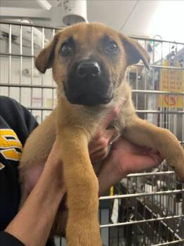 German Shepherd Dog Dogs Available for Adoption - *DAZZLE | PetCurious