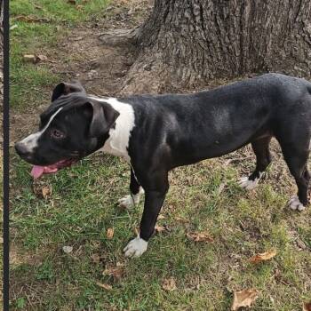 Rescue Mixed Breed Dogs for Adoption in Independence, Kansas - Lilly | PetCurious