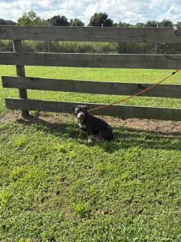 Darla -  Terrier Dog for Adoption in Wauchula, Florida - Darla | PetCurious