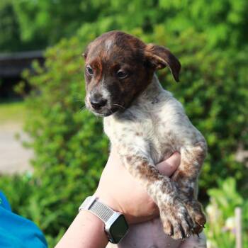 CT Will avail Jun 13 (Four Town Craft Fair- Somers, CT) -  Shepherd and Mixed Breed Dog for Adoption in Stormville, New York - CT Will Avail Jun 13 (Four Town Craft Fair- Somers, CT) | PetCurious
