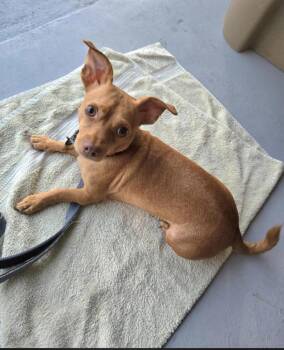 Chihuahua Dogs Available for Adoption - Topher | PetCurious