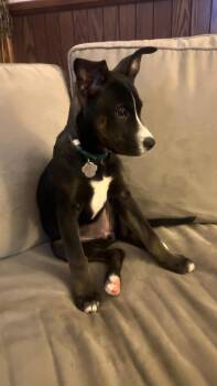Mixed Breed Dogs Available for Adoption - Baby Ruth | PetCurious