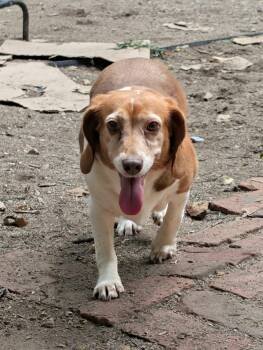 Honey -  Beagle Dog for Adoption in Indianapolis, Indiana - Honey | PetCurious