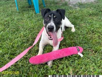 DESTIEL -  Mixed Breed Dog for Adoption in West Palm Beach, Florida - DESTIEL | PetCurious