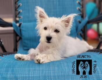 Lychee -  West Highland White Terrier Westie Dog for Adoption in Omaha, Nebraska - Lychee | PetCurious