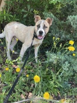 Shepherd and Great Pyrenees Dogs Available for Adoption in Newnan, Georgia - Apollo | PetCurious