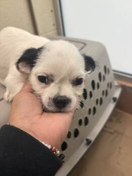 Rescue Chihuahua Dogs for Adoption in Kennewick, Washington - Gravy | PetCurious