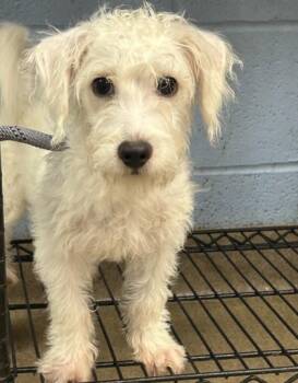 Frankie - ADOPTED! -  Mixed Breed Dog for Adoption in Chamblee, Georgia - Frankie - ADOPTED! | PetCurious