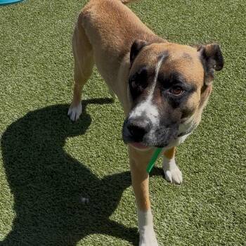 Boxer and Shepherd Dogs Available for Adoption in Idaho Falls, Idaho - Tag | PetCurious