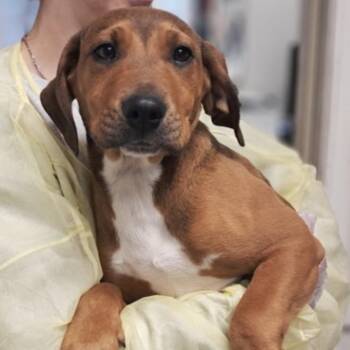 Cattle Dog Dogs Available for Adoption - Mr. Darcy | PetCurious