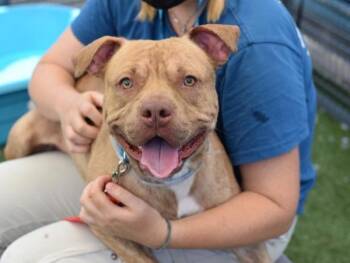 Donnie Thornberry -  Mixed Breed Dog for Adoption - Donnie Thornberry | PetCurious