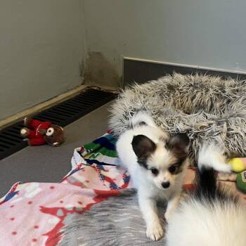 Tiara 5286 -  Papillon Dog for Adoption in Loxahatchee Groves, Florida - Tiara 5286 | PetCurious