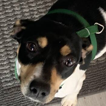 Chihuahua and Mixed Breed Dogs Available for Adoption in Portage, Michigan - Baby Girl | PetCurious
