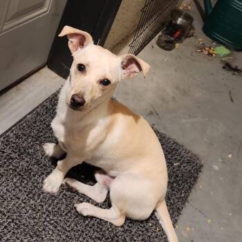 Larry F NV -  Chihuahua Dog for Adoption in Las Vegas, Nevada - Larry F NV | PetCurious