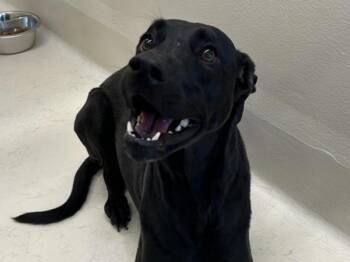 Onix -  Labrador Retriever and Pit Bull Terrier Dog for Adoption in Portland, Oregon - Onix | PetCurious
