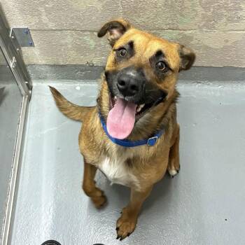 Starleesha (mcas) -  Mixed Breed Dog for Adoption in Troutdale, Oregon - Starleesha (mcas) | PetCurious