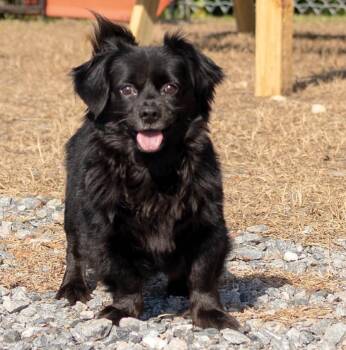 2026-124 Bentley -  Mixed Breed Dog for Adoption in Lakeland, Georgia - 2026-124 Bentley | PetCurious