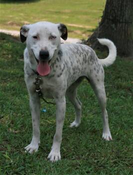 Dalmatian and Labrador Retriever Dogs Available for Adoption in Attalla, Alabama - Liana | PetCurious