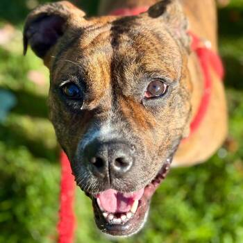 Juneau -  Terrier Dog for Adoption in North Syracuse, New York - Juneau | PetCurious