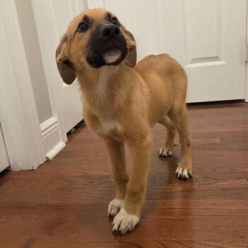 Sammy -  Mixed Breed Dog for Adoption in Brownsboro, Alabama - Sammy | PetCurious