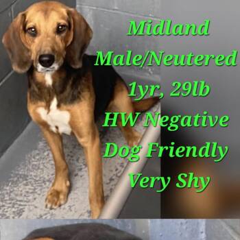 Midland 0079 -  Beagle and Mixed Breed Dog for Adoption in Loxahatchee Groves, Florida - Midland 0079 | PetCurious