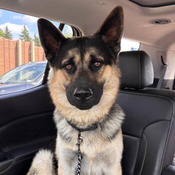 Pedro D11540 -  German Shepherd Dog and Alaskan Malamute Dog for Adoption - Pedro D11540 | PetCurious