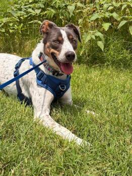 Yoshi -  Mixed Breed and Australian Cattle Dog Blue Heeler Dog for Adoption in Sadler, Texas - Yoshi | PetCurious