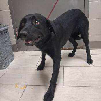 Vader -  Labrador Retriever Dog for Adoption in Lufkin, Texas - Vader | PetCurious