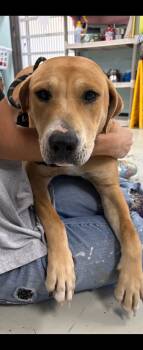 Shelby -  Labrador Retriever Dog for Adoption in Wando, South Carolina - Shelby | PetCurious