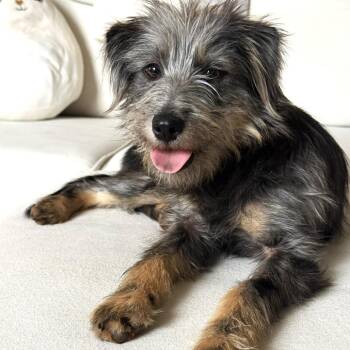 Schnauzer and Yorkshire Terrier Dogs Available for Adoption - Anna | PetCurious