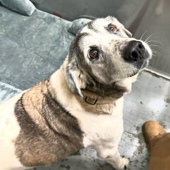 Sugar Hound Dog -  Hound Dog for Adoption in New Orleans, Louisiana - Sugar Hound Dog | PetCurious