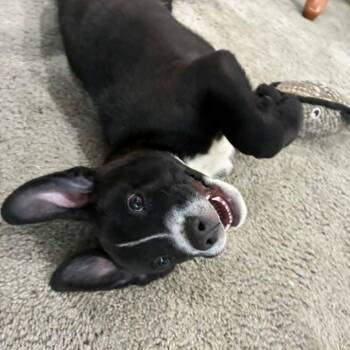 Baloo (C000-248) - Chino Hills Location *Available 7/3* -  Labrador Retriever and Border Collie Dog for Adoption in Chino Hills, California - Baloo (C000-248) - Chino Hills Location *Available 7/3* | PetCurious