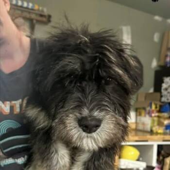 Terrier Dogs Available for Adoption in Niagara Falls, Ontario - Jersey (20260421-06) | PetCurious