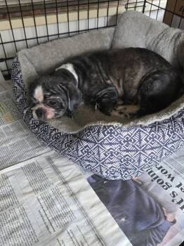 Shih Tzu and Pekingese Dogs Available for Adoption in Gretna, Florida - Inca | PetCurious