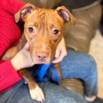 Frannie -  Mixed Breed Dog for Adoption in Oshkosh, Wisconsin - Frannie | PetCurious