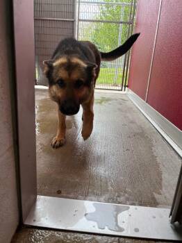 German Shepherd Dog Dogs Available for Adoption in Angola, Indiana - Sadie | PetCurious