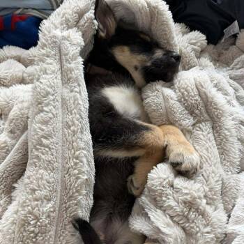 German Shepherd Dog and Mixed Breed Dogs Available for Adoption - Jules | PetCurious