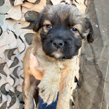 Julius -  Mixed Breed Dog for Adoption in Columbia, South Carolina - Julius | PetCurious