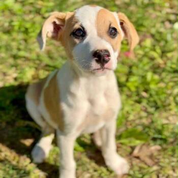 Mixed Breed Dogs Available for Adoption in Mentor, Ohio - Lemon Drop | PetCurious