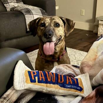 Lady 2223 -  Mixed Breed Dog Available for Adoption in Kansas City, Missouri - Lady 2223 | PetCurious