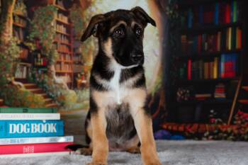 Matilda -  German Shepherd Dog Dog for Adoption in Avon, Connecticut - Matilda | PetCurious