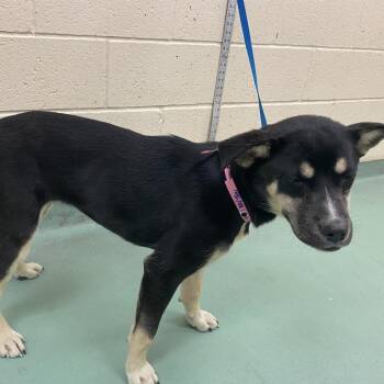 Mixed Breed Dogs Available for Adoption in Memphis, Tennessee - Sabrina | PetCurious
