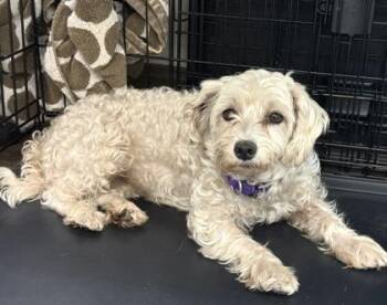 Dixie -  Maltese and Schnauzer Dog for Adoption in Palm Coast, Florida - Dixie | PetCurious
