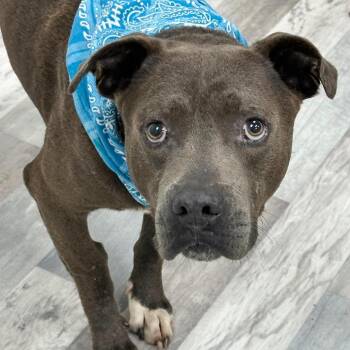 Juke -  Pit Bull Terrier Dog for Adoption in Lufkin, Texas - Juke | PetCurious