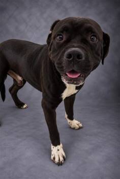 HAMS -  American Bulldog and Mixed Breed Dog for Adoption in Winter Haven, Florida - HAMS | PetCurious