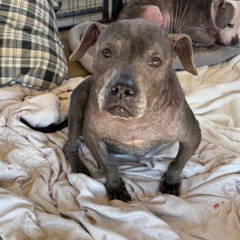 Mixed Breed Dogs Available for Adoption in Lake Jackson, Texas - Rylie | PetCurious
