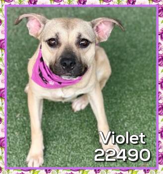 VIOLET -  Black Mouth Cur Dog for Adoption in Marietta, Georgia - VIOLET | PetCurious